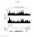 Fig. 63 - REACTIVATION OF X CHROMOSOME GENES