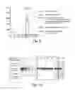 Fig. 08 - Method for treating cell proliferation related disorders