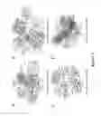 Fig. 06 - METHODS AND MATERIALS FOR IDENTIFYING AND TREATING MAMMALS HAVING HER2-POSITIVE BREAST CANCER