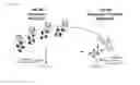 Fig. 07 - METHODS OF DIAGNOSING AND TREATING aCML and CNL