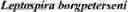 Fig. 19 - Methods For Rapid Identification Of Pathogens In Humans And Animals