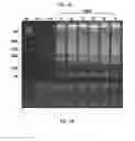 Fig. 03 - METHODS FOR RAPID DETECTION AND IDENTIFICATION OF VIRAL NUCLEIC ACIDS