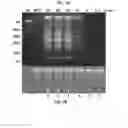 Fig. 04 - METHODS FOR RAPID DETECTION AND IDENTIFICATION OF VIRAL NUCLEIC ACIDS