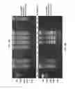 Fig. 06 - METHODS FOR RAPID DETECTION AND IDENTIFICATION OF VIRAL NUCLEIC ACIDS