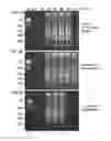 Fig. 08 - METHODS FOR RAPID DETECTION AND IDENTIFICATION OF VIRAL NUCLEIC ACIDS