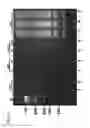 Fig. 16 - METHODS FOR RAPID DETECTION AND IDENTIFICATION OF VIRAL NUCLEIC ACIDS
