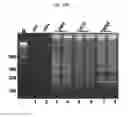 Fig. 22 - METHODS FOR RAPID DETECTION AND IDENTIFICATION OF VIRAL NUCLEIC ACIDS