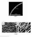 Fig. 04 - Polypeptide electrospun nanofibrils of defined composition