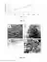 Fig. 05 - Polypeptide electrospun nanofibrils of defined composition
