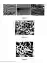 Fig. 07 - Polypeptide electrospun nanofibrils of defined composition