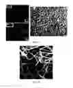 Fig. 10 - Polypeptide electrospun nanofibrils of defined composition
