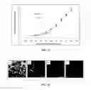 Fig. 12 - Polypeptide electrospun nanofibrils of defined composition