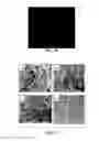 Fig. 16 - Polypeptide electrospun nanofibrils of defined composition