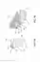 Fig. 11 - Reflecting structure for lamp