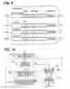 Fig. 09 - Destination determination device for vehicle and destination determination system for vehicle