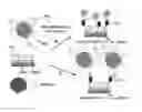 Fig. 01 - ELECTROCHEMICAL DETECTION SYSTEMS AND METHODS USING MODIFIED COATED MULTI-LABELED MAGNETIC BEADS WITH POLYMER BRUSHES
