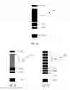 Fig. 08 - Cartridges, kits, and methods for enhanced detection and quantification of analytes