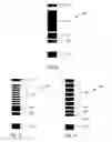 Fig. 08 - Cartridges, kits, and methods for enhanced detection and quantification of analytes