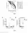 Fig. 03 - IL-2 peptide derivatives, and uses thereof for the diagnosis and treatment of an autoimmune disease