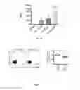 Fig. 09 - IL-2 peptide derivatives, and uses thereof for the diagnosis and treatment of an autoimmune disease