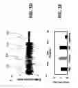 Fig. 08 - Antibiotic susceptibility testing via plasmonic imaging and tracking