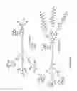 Fig. 17 - Fluorescent molecular sensor for targeting changes in protein surfaces, and methods of use thereof