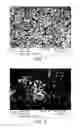 Fig. 02 - PREPARING POLYMER COMPOSITE PARTICLE BY MINIEMULSION POLYMERIZATION USING REACTIVE CO-STABILIZER