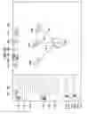 Fig. 33 - Information processing device and information processing method