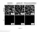 Fig. 18 - Systems, apparatus, and methods for analyzing and predicting cellular pathways
