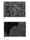Fig. 05 - Methods of capturing and aligning an assembly of nanowires