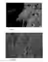 Fig. 06 - Methods of capturing and aligning an assembly of nanowires