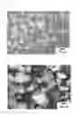 Fig. 05 - Method for producing garnet-type compound, garnet-type compound, and all-solid lithium secondary cell containing said garnet-type compound