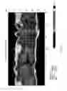 Fig. 04 - Wideband antennas including a substrate integrated waveguide