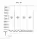 Fig. 48 - Transmitting apparatus