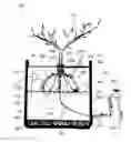 Fig. 01 - SYSTEMS, METHODS, AND APPARATUSES FOR ROOT DEVELOPMENT