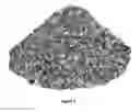 Fig. 02 - Poultry bedding