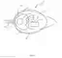 Fig. 04 - Waterfowl decoy