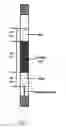Fig. 02 - COMBINATIONS AND METHODS FOR CONTROL OF INSECT PESTS USING REDUCED RATES OF TOXICANTS