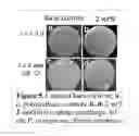 Fig. 06 - Antimicrobial polymeric compositions