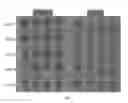 Fig. 05 - Plant extract compositions and methods of preparation thereof