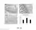 Fig. 03 - METHODS FOR DETERMINATION OF BIOACTIVITY, REMOVAL, OR INACTIVATION CEREAL AMYLASE TRYPSIN INHIBITORS IN CEREALS, FLOURS AND COMPLEX FOODS