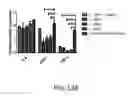 Fig. 25 - METHODS FOR DETERMINATION OF BIOACTIVITY, REMOVAL, OR INACTIVATION CEREAL AMYLASE TRYPSIN INHIBITORS IN CEREALS, FLOURS AND COMPLEX FOODS