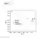 Fig. 08 - Resonance Raman spectroscopy analyzer instrument for biomolecules in tissues and cells