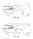 Fig. 08 - Apparatus for mitral valve repair and methods thereof
