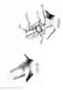 Fig. 16 - Self in-fusing pedicle screw implant