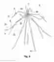 Fig. 07 - Embolus blood clot filter with bio-resorbable coated filter members