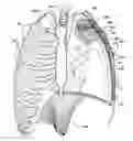 Fig. 01 - METHODS AND DEVICES FOR TREATING A HYPER-INFLATED LUNG