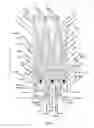 Fig. 11 - Endoprosthesis for implantation in the heart of a patient