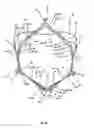 Fig. 16 - Endoprosthesis for implantation in the heart of a patient
