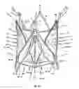 Fig. 23 - Endoprosthesis for implantation in the heart of a patient